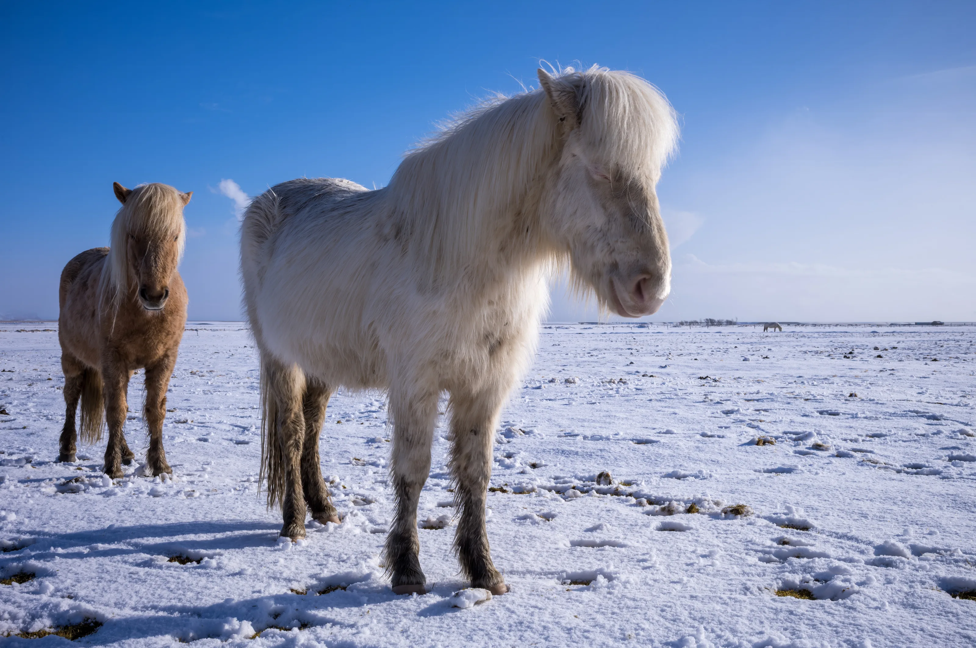 Icelandic horses stand in golden winter light, snow-covered fields stretching to the horizon. A moment of wild, unhurried calm captured at dawn.