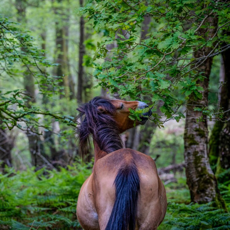 Wild horse eating leaves in the New Forest, surrounded by green woodland – fine art animal print