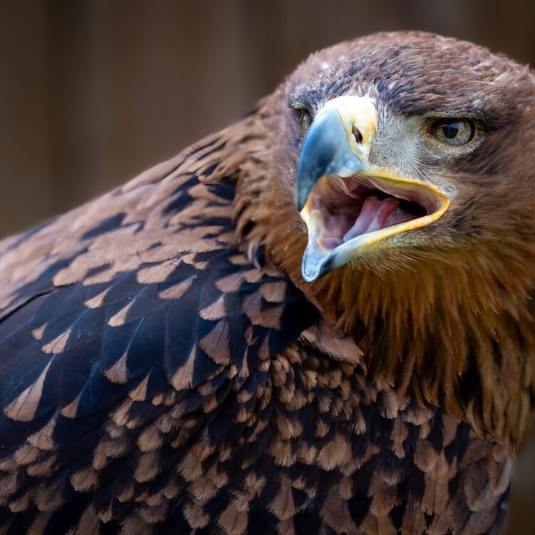 Close-up of golden eagle mid-call with sharp gaze and textured feathers – wildlife fine art print