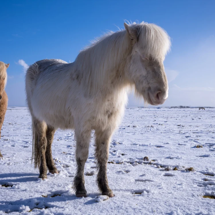 Icelandic horses standing in golden winter light with snow-covered fields – fine art photography print